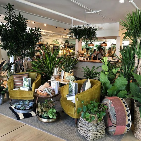 Photo of various plants and home decor in the front area of Mahonia, a plant shop on the Nulu Woman-Owned Walking Tour and in the Woman-Owned Directory hosted by Woman-Owned Wallet.