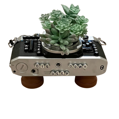 Art - Planters Camera Collection